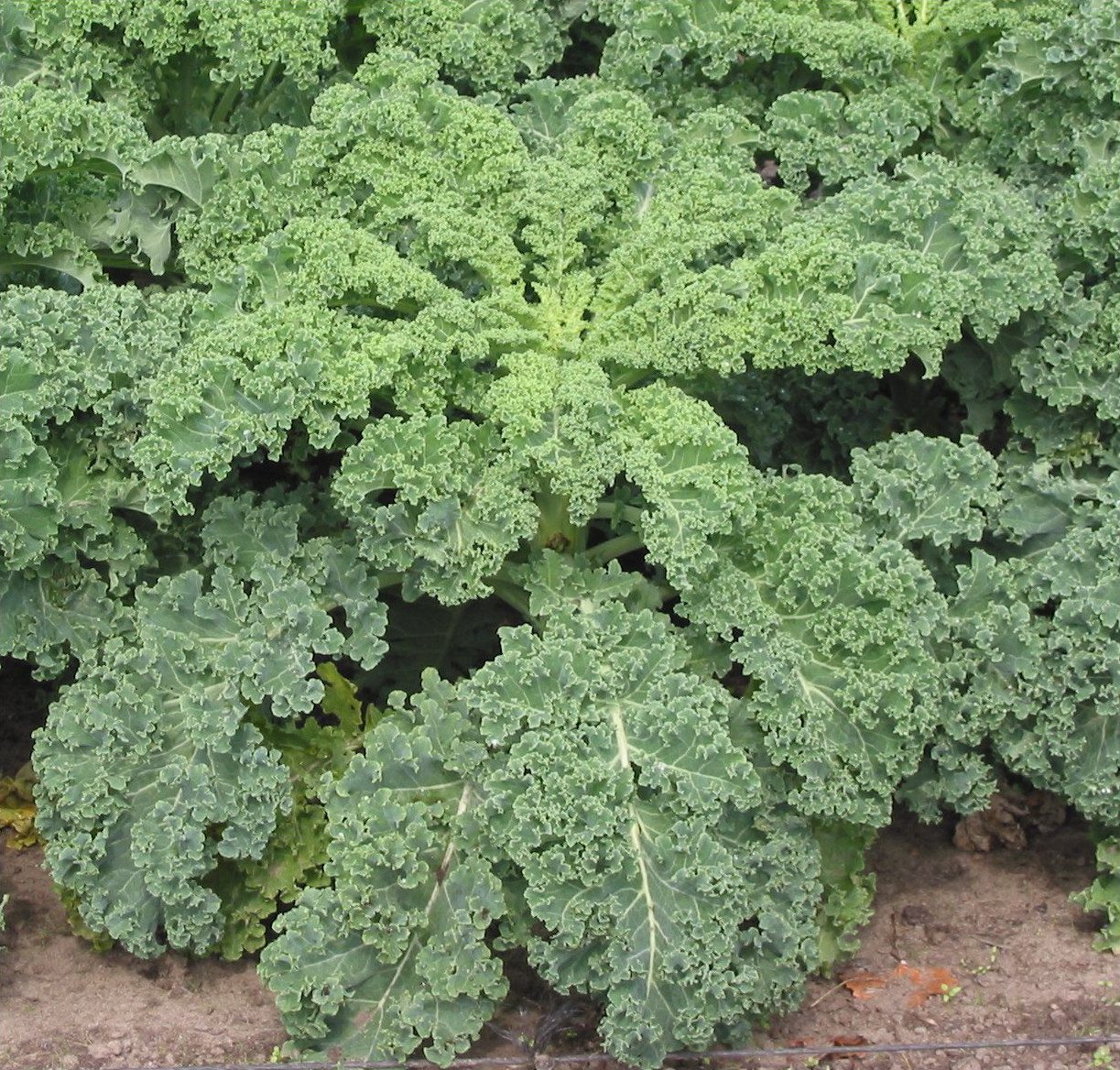 Richard's Organic Kale 250g